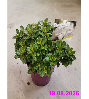 Azalea 'Pure White'® C 3 L